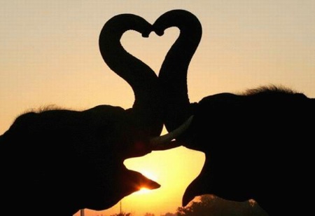 elephant-love-heart
